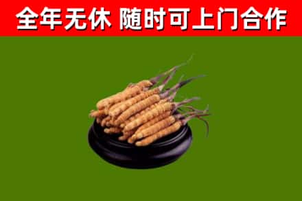 丹棱县回收冬虫夏草